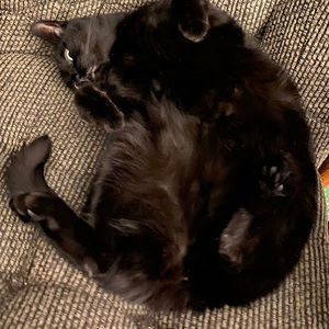 Meet your Posher, Jennie